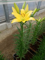 [5052 Scipione No02.JPG]